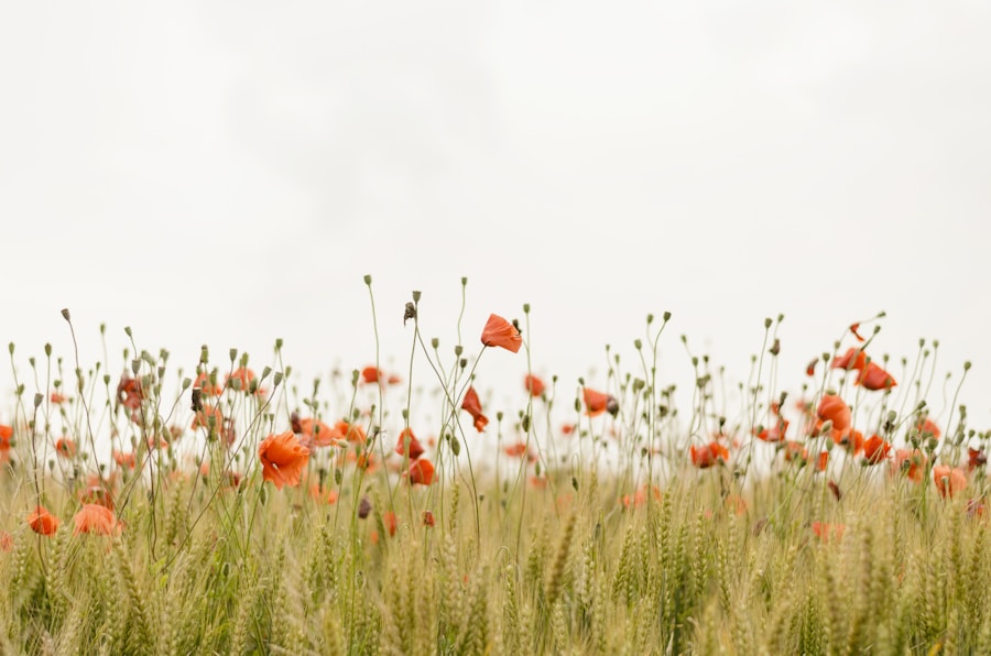 Wildflowers