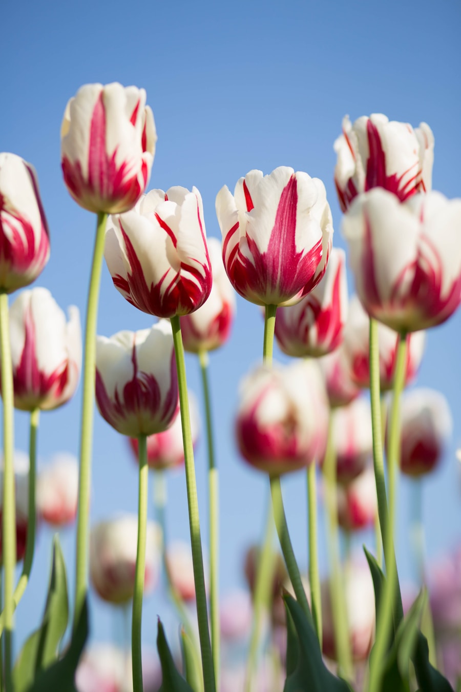 Floral gallery
