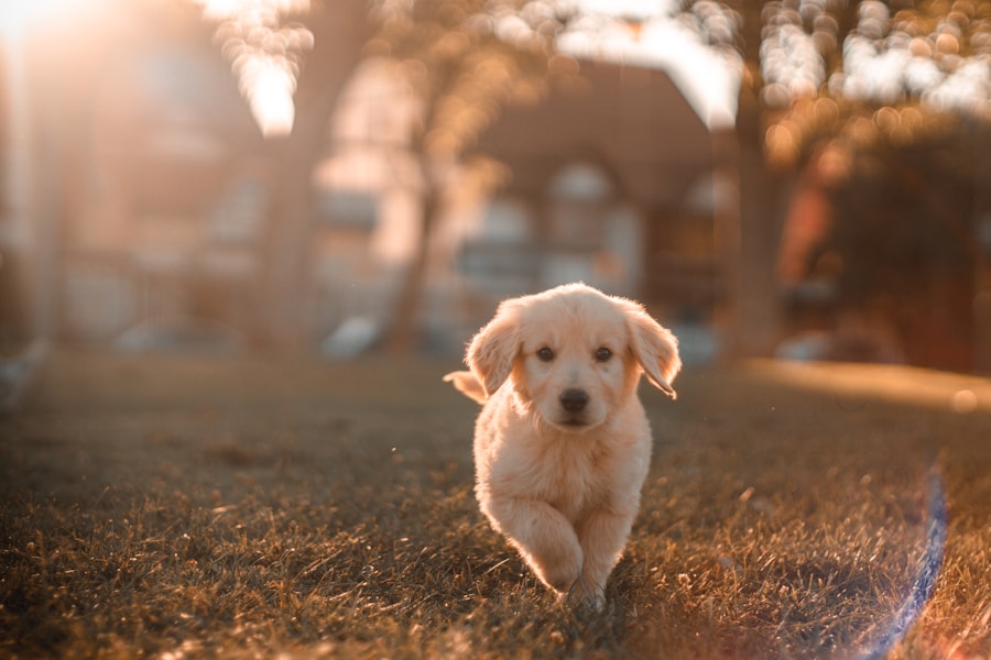 Happy dog